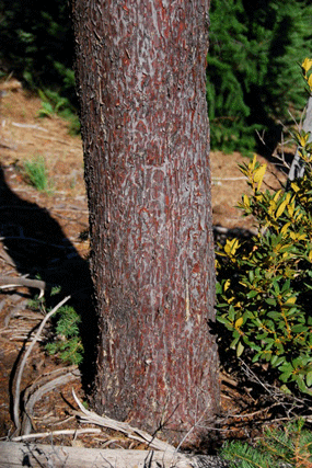 Cupressus bakeri