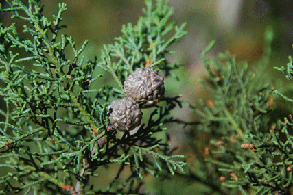 Cupressus bakeri