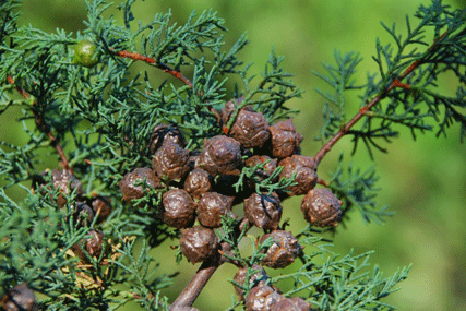 Cupressus bakeri