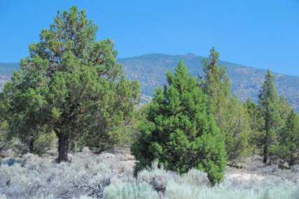 Juniperus occidentalis