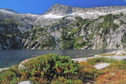 Juniperus communis saxatilis