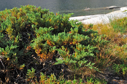 Juniperus communis saxatilis