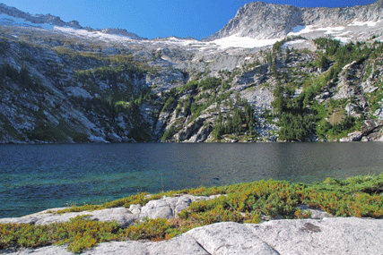 Juniperus communis saxatilis