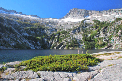 Juniperus communis saxatilis