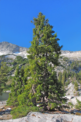 Picea breweriana