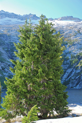 Picea breweriana