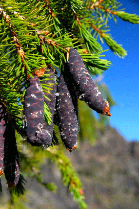 Picea breweriana