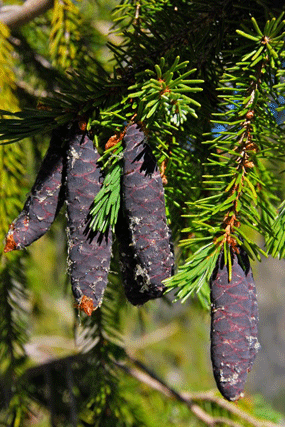 Picea breweriana