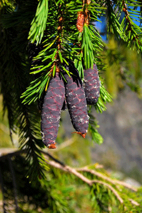 Picea breweriana