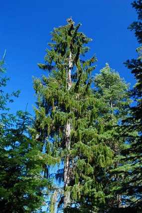 Picea breweriana