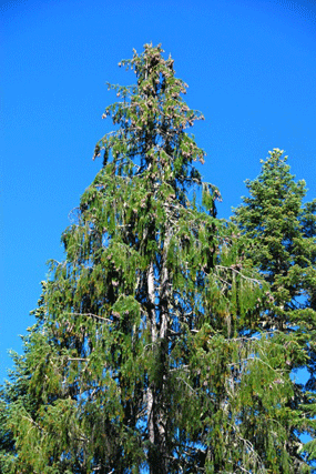 Picea breweriana