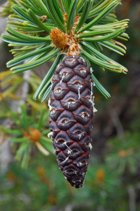 Pinus bafouriana austrina