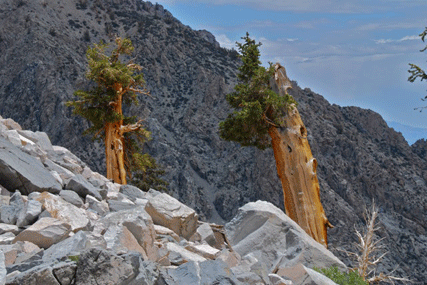 Pinus bafouriana austrina