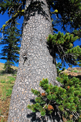 Pinus bafouriana balfouriana