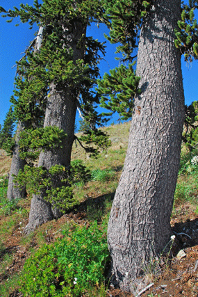 Pinus bafouriana balfouriana