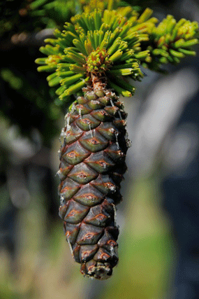 Pinus bafouriana balfouriana
