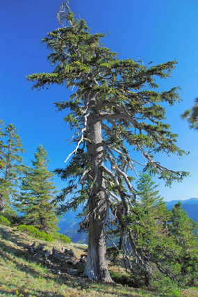 Pinus bafouriana balfouriana