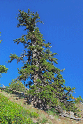 Pinus bafouriana balfouriana