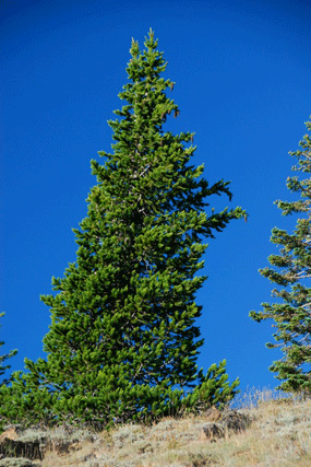 Pinus bafouriana balfouriana