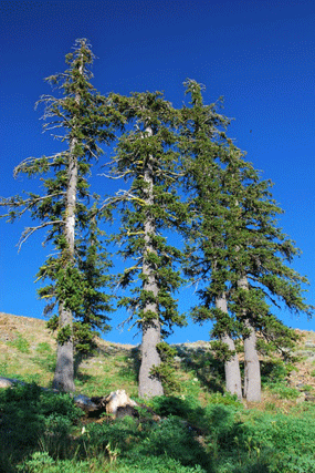 Pinus bafouriana balfouriana