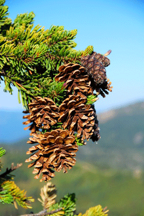 Pinus bafouriana balfouriana