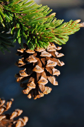 Pinus bafouriana balfouriana