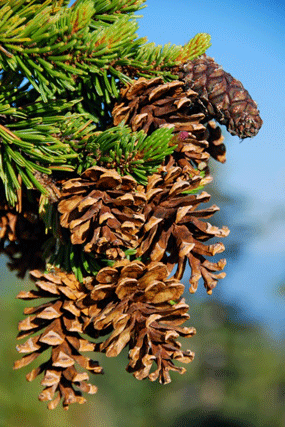 Pinus bafouriana balfouriana