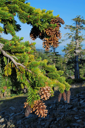 Pinus bafouriana balfouriana