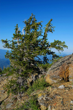 Pinus bafouriana balfouriana