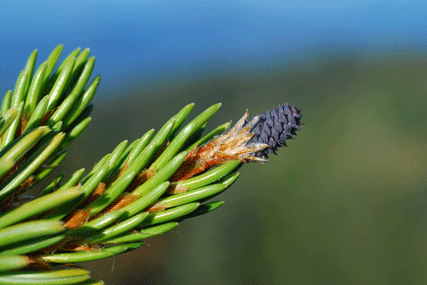 Pinus bafouriana balfouriana