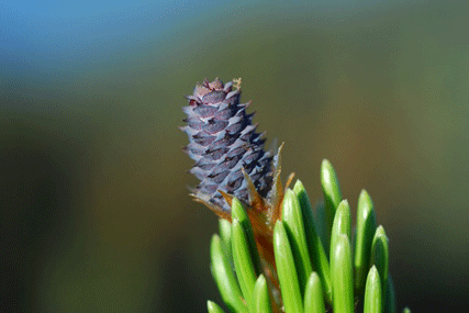 Pinus bafouriana balfouriana