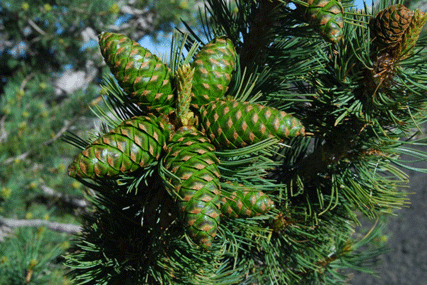 Pinus flexilis