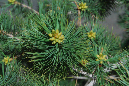 Pinus flexilis