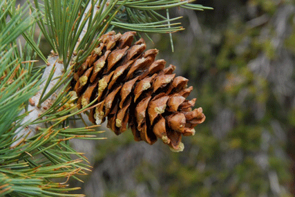 Pinus flexilis