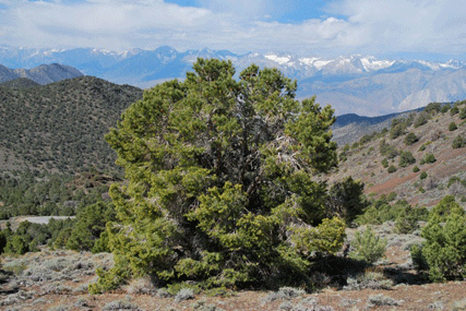 Pinus monophylla