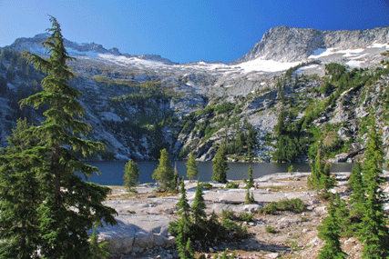 Tsuga mertensiana grandicona