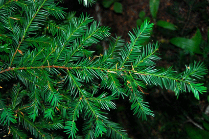 Taxus brevifolia