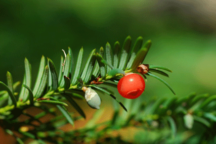 Taxus brevifolia