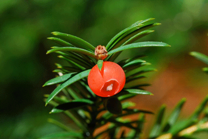 Taxus brevifolia