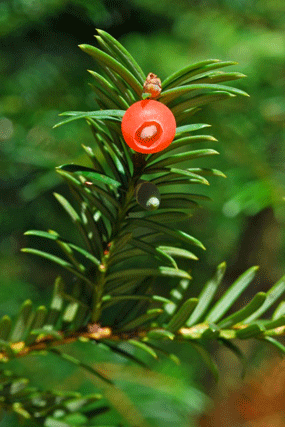 Taxus brevifolia