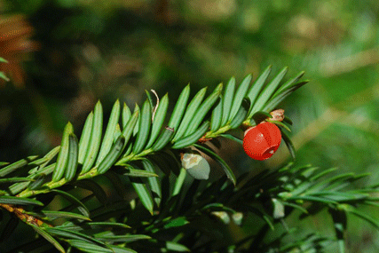 Taxus brevifolia