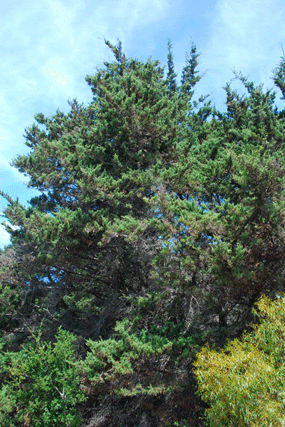 Cupressus abramsiana