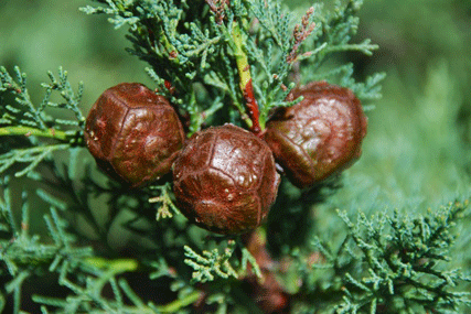 Cupressus abramsiana