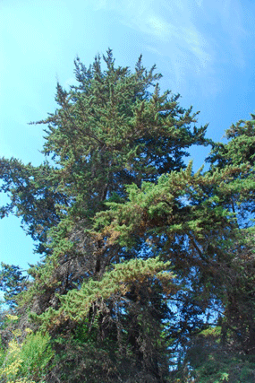 Cupressus abramsiana