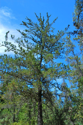 Cupressus abramsiana