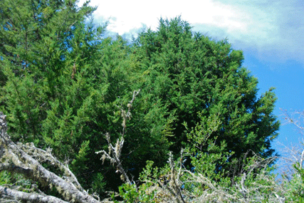 Cupressus abramsiana