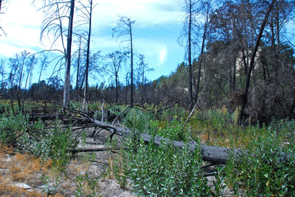 Cupressus abramsiana