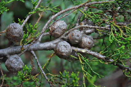 Cupressus abramsiana