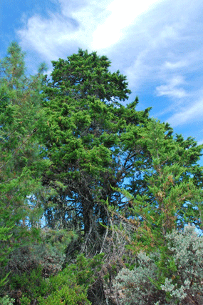 Cupressus abramsiana