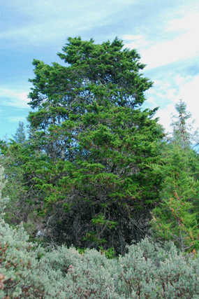 Cupressus abramsiana